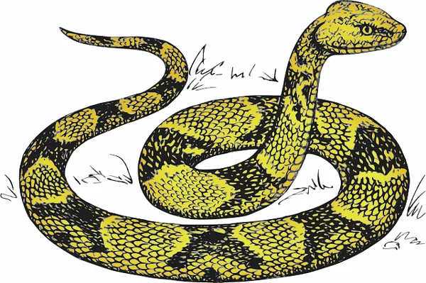 Kung Tone snake